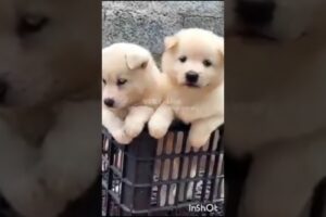 Cute puppies 😻🤩 🐶🐕#dogbarkingsounds #dog #cuteanimal @Satyazlittleworld786