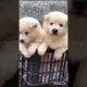 Cute puppies 😻🤩 🐶🐕#dogbarkingsounds #dog #cuteanimal @Satyazlittleworld786