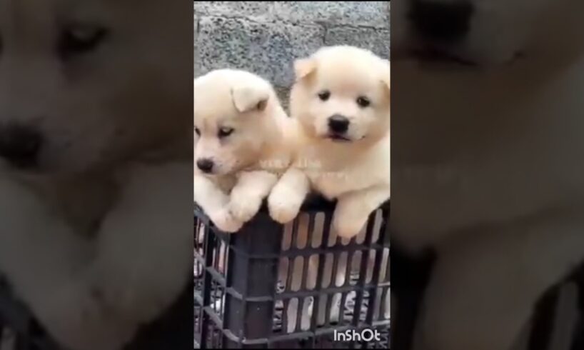 Cute puppies 😻🤩 🐶🐕#dogbarkingsounds #dog #cuteanimal @Satyazlittleworld786