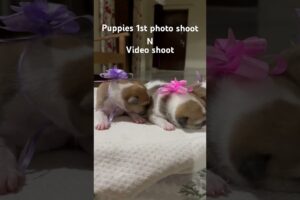 Cute puppies photo shoot #ytshorts video #viral puppies video #dog viral reels #viral shorts