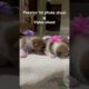 Cute puppies photo shoot #ytshorts video #viral puppies video #dog viral reels #viral shorts