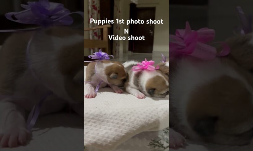 Cute puppies photo shoot #ytshorts video #viral puppies video #dog viral reels #viral shorts