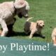 Cute puppies playing outside