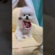 Cute puppies 🐶💕🐾 #puppy #petlovers #pets #doglover #dog #shorts #viralvideo