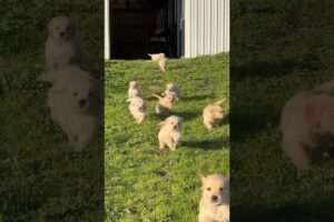 Cute puppies running #puppies #puppy #pets #pet #petlover #cutepuppy #shortvideo #foryou #fyp