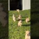 Cute puppies running #puppies #puppy #pets #pet #petlover #cutepuppy #shortvideo #foryou #fyp