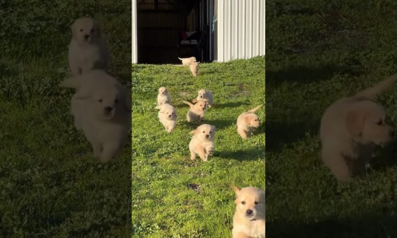 Cute puppies running #puppies #puppy #pets #pet #petlover #cutepuppy #shortvideo #foryou #fyp