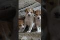 Cute puppies #shortsfeed #doglover #cutedog #shortsbeta #ytshorts #trending