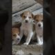 Cute puppies #shortsfeed #doglover #cutedog #shortsbeta #ytshorts #trending