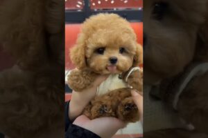 Cute puppies 🥰 tag video oke