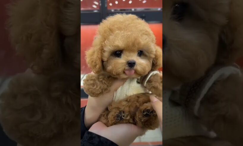 Cute puppies 🥰 tag video oke