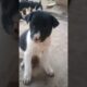 Cute puppies#trending #cute #shorts #shortvideo