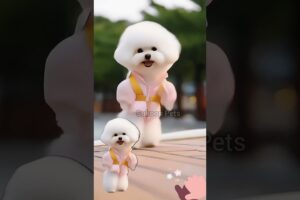 Cute puppy 🥰🐶beautiful dance #funny #cute #puppies #dancer #shots