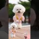 Cute puppy 🥰🐶beautiful dance #funny #cute #puppies #dancer #shots