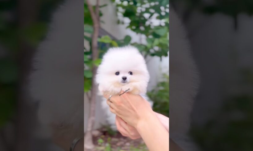 Cute teacup pomeranian puppies | cutest puppies in the world | little dogs funny videos #puppies