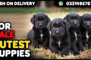 Cutest puppies available for sale|cash on delivery available|contact number 0331 4957619