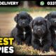 Cutest puppies available for sale|cash on delivery available|contact number 0331 4957619