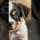 Cutest puppies ever 🐶❤️🐾 | #doglovers #puppyvideos #babylovely #lovestatustamil