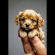 Cutest puppies ever! #foryou #animals #dogs #puppy