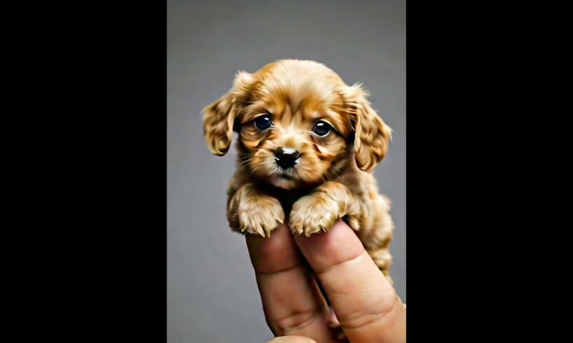 Cutest puppies ever! #foryou #animals #dogs #puppy