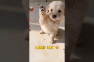 Cutest puppies 😍 #shorts #puppies #dog #love #pianocover #adorable