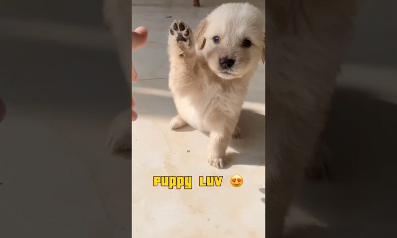 Cutest puppies 😍 #shorts #puppies #dog #love #pianocover #adorable