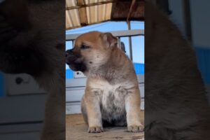 Cutest puppy sound video 😍