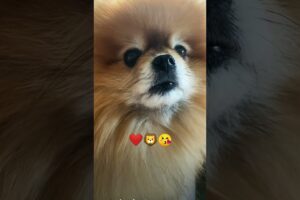 🥰Cutest puppy video status for whatsapp 🧡💟🐤🐥🤩😘🦁❤️ #pets#pawsome#pomeranian#shorts#viral#cute#funny