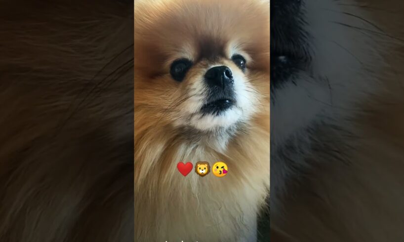 🥰Cutest puppy video status for whatsapp 🧡💟🐤🐥🤩😘🦁❤️ #pets#pawsome#pomeranian#shorts#viral#cute#funny