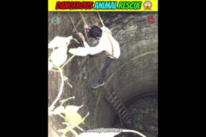 Dangerous Animal Rescue 😱| Murliwale Hausla | #shorts #short #animalrescue