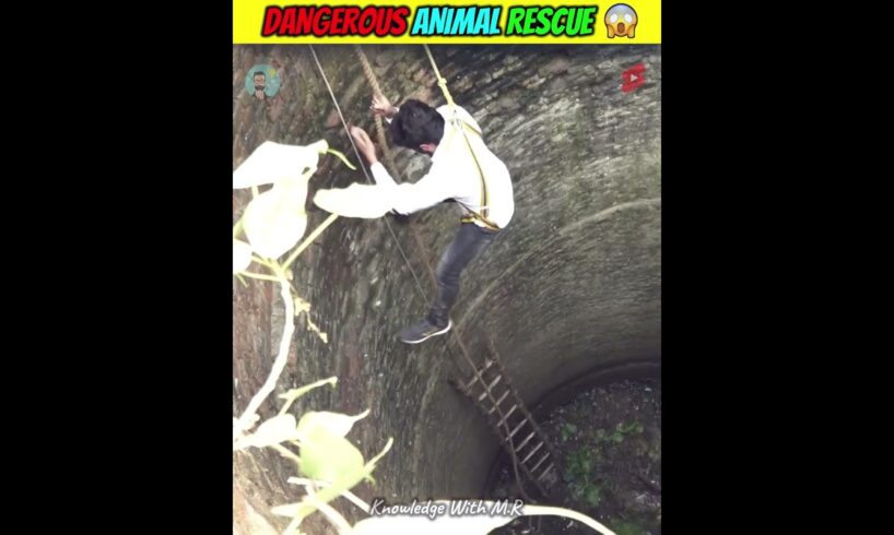 Dangerous Animal Rescue 😱| Murliwale Hausla | #shorts #short #animalrescue