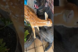 Deer caught in iron fence was luckily saved by man #deer #rescuedeer #short