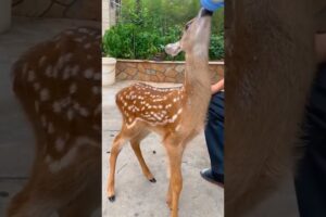 Deer caught in net was lucky to be saved by man #deer #rescuedeer #shorts