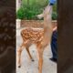 Deer caught in net was lucky to be saved by man #deer #rescuedeer #shorts