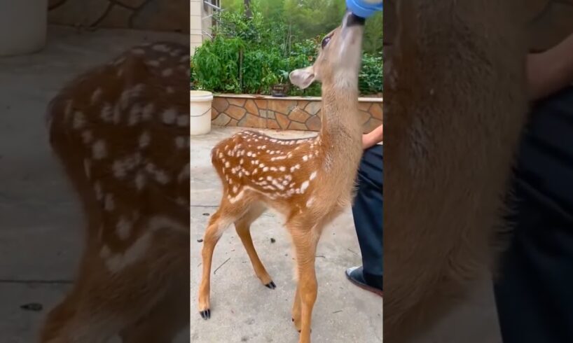 Deer caught in net was lucky to be saved by man #deer #rescuedeer #shorts