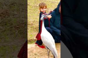 Demoiselle Crane Playing With Cute Girl  #animals