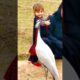 Demoiselle Crane Playing With Cute Girl  #animals