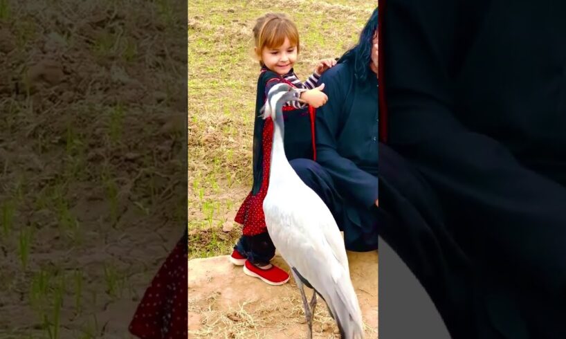 Demoiselle Crane Playing With Cute Girl  #animals