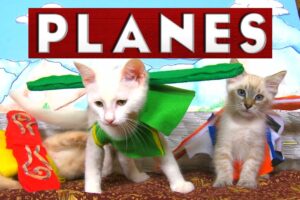 Disney's Planes (Cute Kitten Edition)