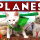 Disney's Planes (Cute Kitten Edition)