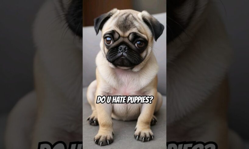 Do You HATE or LOVE Puppies? #puppy  #love #cute #puppies #shorts