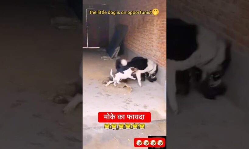 Dog fighting 🐶 #funny #youtubeshorts #animals #shorts #fighting #doglife #dog