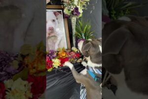 Dog mourns the loss of his best friend at memorial service 🥹❤️