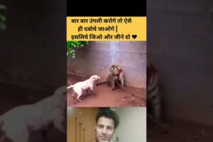 Dog or tiger ki fight #shorts #youtubeshorts #doglover #viralvideo #dogfights