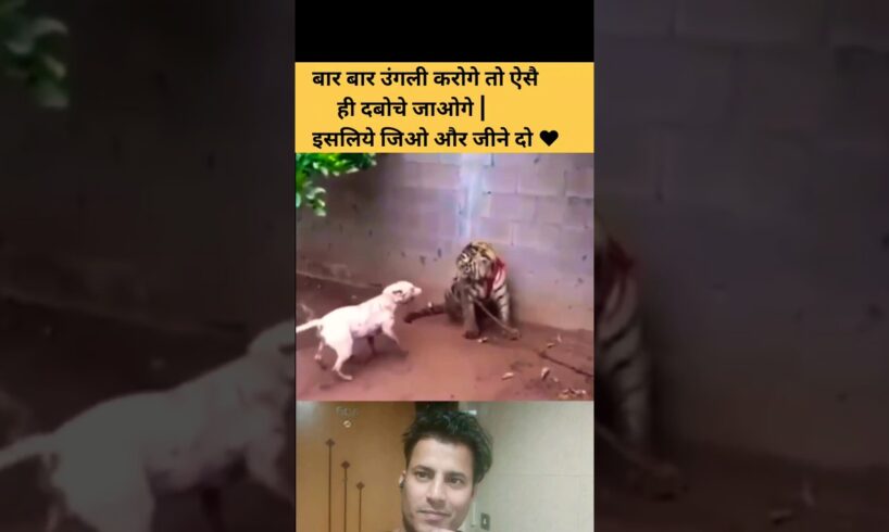 Dog or tiger ki fight #shorts #youtubeshorts #doglover #viralvideo #dogfights