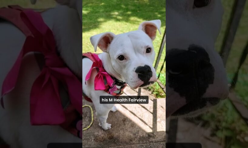 Dog rescued from Scandia house fire meets her heroes.