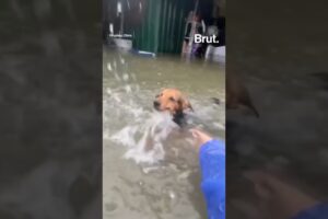 Dogs heroically rescued from flooded shelter.