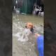 Dogs heroically rescued from flooded shelter.