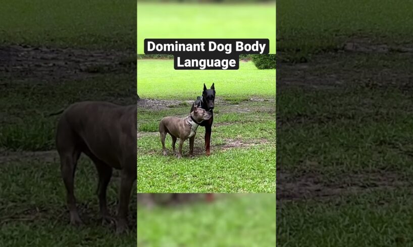 Dominant Dog Flexes On Doberman