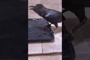 Drowning crow was luckily saved by woman #crow #rescuecrow #shorts